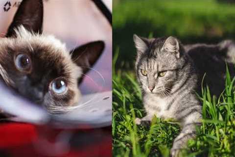 Cute Cat Videos Funny Shorts