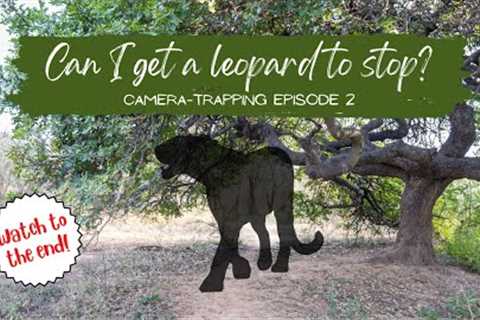 Can I get a leopard to STOP in front of my trail camera? | Camera-trapping Episode 2
