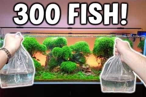 Adding 300 FISH! To Ancient Gardens Planted Aquarium