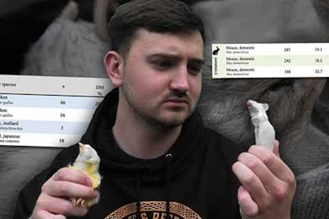 Chicks Are FINE To Feed To Snakes, Here's Why!