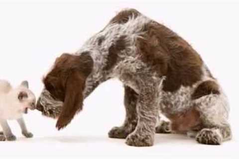 Cute, Unusual, Adorable ,Unbelievable &amp; Unlikely  Animal Friendships Compilation Part 2 [HD..