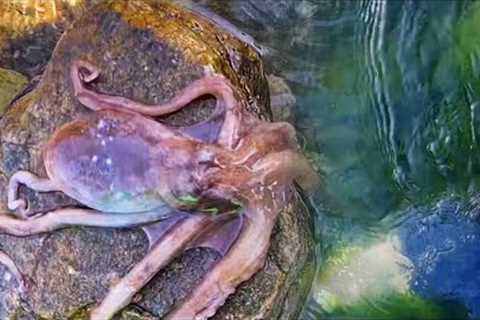 Fishermen catch crab and octopus. Catching seafood. Coastal foraging. Catch the sea creature.