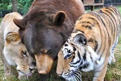 Very Cute, Unusual, Strange &amp; Adorable Animal Friendships Compilation [HD VIDEO]