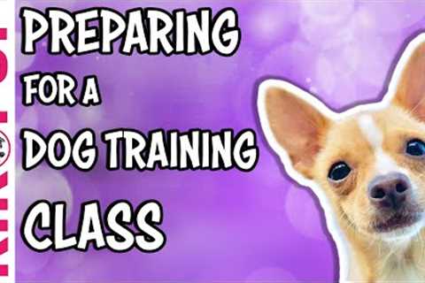 Preparing for a DOG TRAINING CLASS - professional dog training