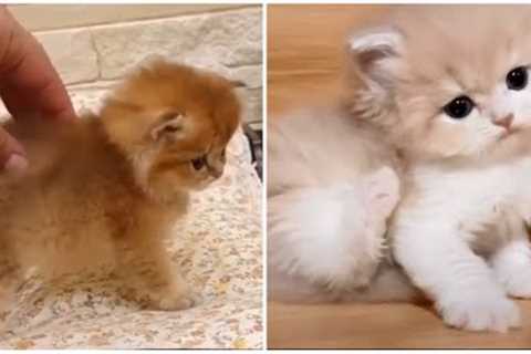 My cute kitten, kitten funny video, cat funny video, funny video    , #funniestmoment24