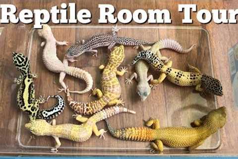 REPTILE ROOM TOUR MARCH 2018 (20 pets!!)