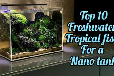 Top 10 nano fish for a freshwater tropical nano aquarium