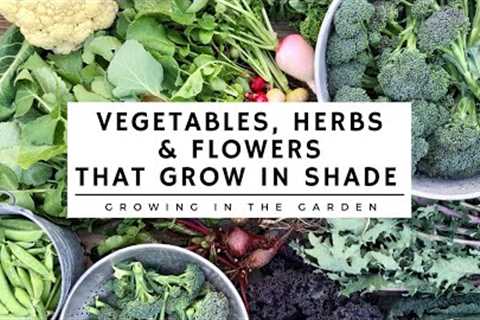 SHADE GARDENING TIPS: plus which VEGETABLES, HERBS &amp; FLOWERS grow in the SHADE