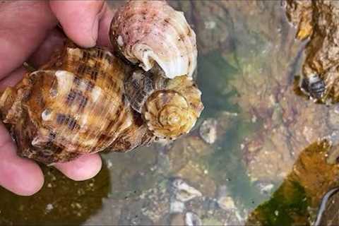 Fishermen catch crab and conch. Catching seafood. Coastal foraging. Catch sea creature.
