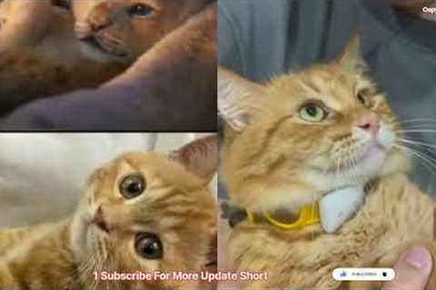 Oops, we didn't do that! 😺 A compilation of funny cats and kittens for a good mood 2022😻