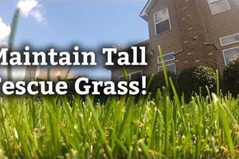 Identifying and Maintaining Tall Fescue Grass l Expert Lawn Care Tips