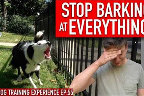 How to Train Your Dog to STOP BARKING at EVERYTHING That Moves!!