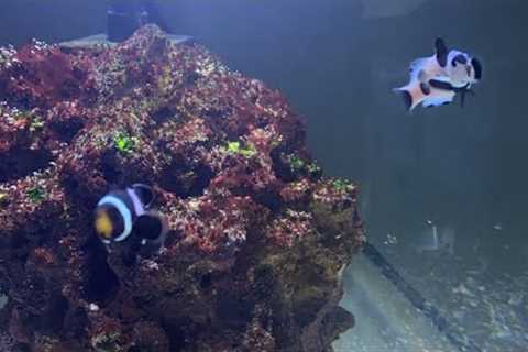 Fish tanks Tour freshwater and salt