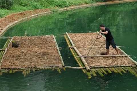 Primitive Skills: How to grow floating rice on the water, Floating Rice Farm (ep 173)