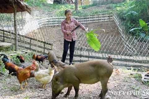 How to make a bamboo fence, care and train wild boar, Survival instinct, Wild alone. (Episode 80)