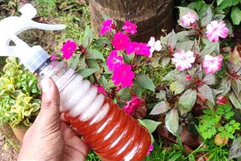 Natural Organic pesticides for plants | Organic pesticide for beginners