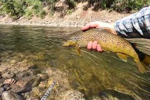 Summertime Brown Trout