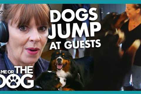 Dog Gets Out of Control When Around Guests | It's Me or The Dog