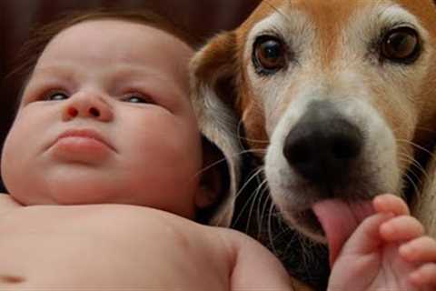 Baby and Dog Friendship videos (part2)