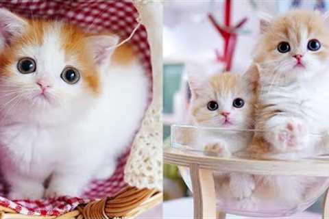 Baby Cats - Cute and Funny Cat Videos Compilation || CUTE CAT ANIMALS
