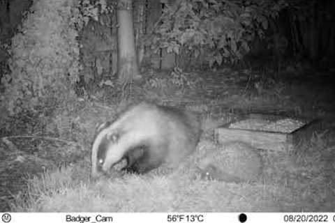 Garden trail cam with badger, hedgehog and cats.