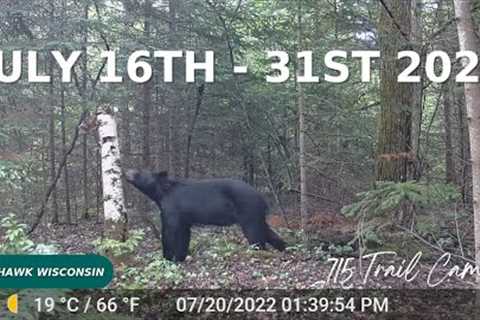July 16th - 31st 2022 Tomahawk Wisconsin Trail Cam Videos