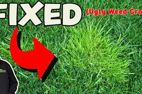 HOW TO FIX WEED GRASS in ONE DAY // POA //  AMG // COUCH GRASS // Yorkshire Fog