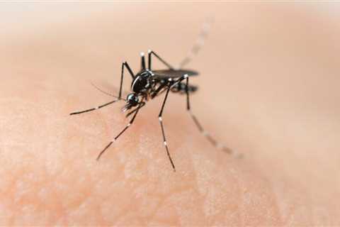 8 Camping Pests To Watch Out For