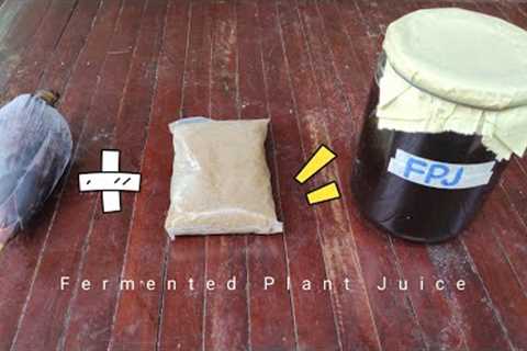 Puso ng Saging + Brown Sugar = Fermented Plant Juice (FPJ)
