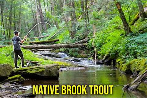 Fly Fishing For BIG Native Brook Trout! (Creek Fishing)