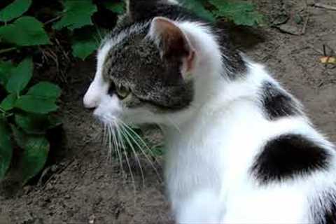 Funny Cats and Kittens Training: Discipline