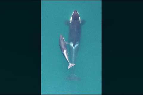 This Drone User Captured This Heartbreaking Orca Encounter That Revealed Their Worst Fear #shorts
