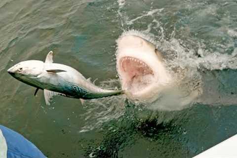 MOST INSANE SHARK CLIPS