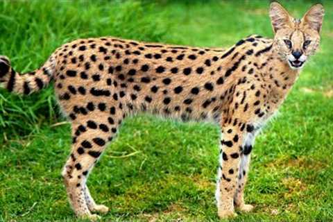 10 Most Expensive Exotic Pets In The World...