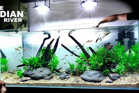 The Indian River Aquarium: EPIC 4ft Aquascape Tutorial w/ Torpedo Barbs