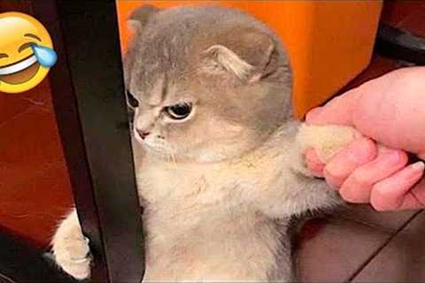 Funny Animal Videos 2022 😂 - Best Dogs And Cats Videos 😺😍 #17