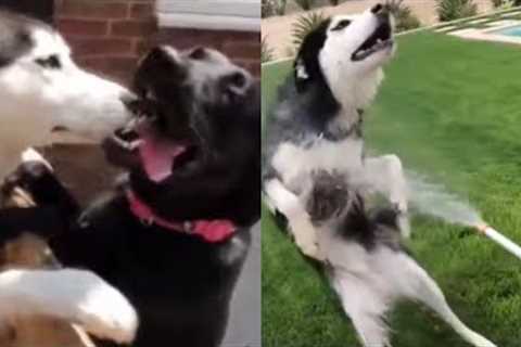 Baby Dogs 🔴 Cute and Funny Dog Videos Compilation | Funny Puppies Videos 2022