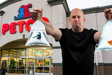 YES You CAN Buy These Top 10 Fish At PETSMART or PETCO!!