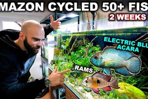 4ft AMAZON AQUARIUM CYCLED With 50+ FISH (how to do it)