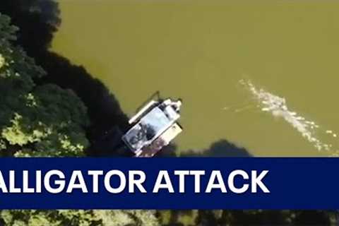 Drone captures moment alligator attacks swimmer in Florida lake