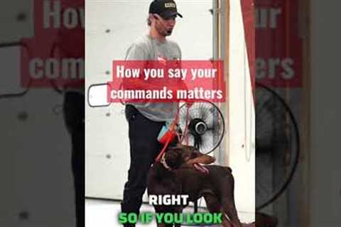THIS will LEVEL up your dog training! 💯 #dogtraining