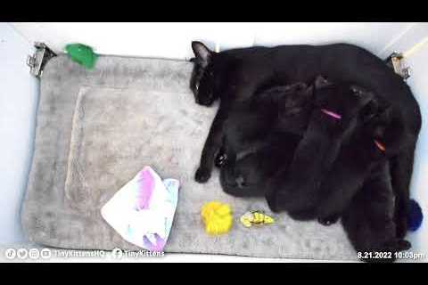 LIVE: Feral cat just gave birth to kittens!