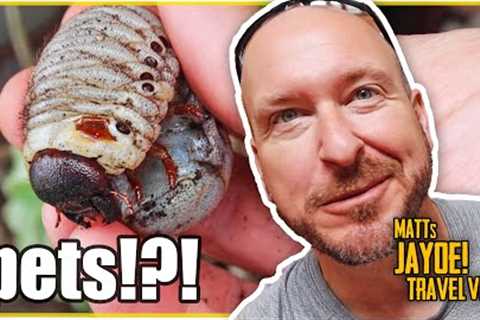 Strange and Exotic Pets Hobbies in China | China VLOG