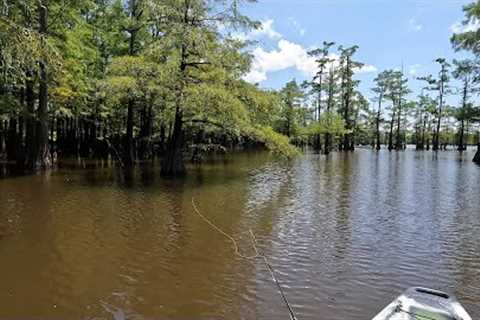 My new Kayak has a Pedal Drive - it's Fantastic!  Fly Fishing from the JK Bite FD!