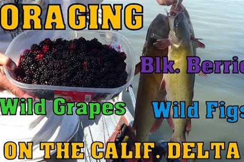 FISHING &amp; FORAGING ... ON THE CALIF. DELTA!