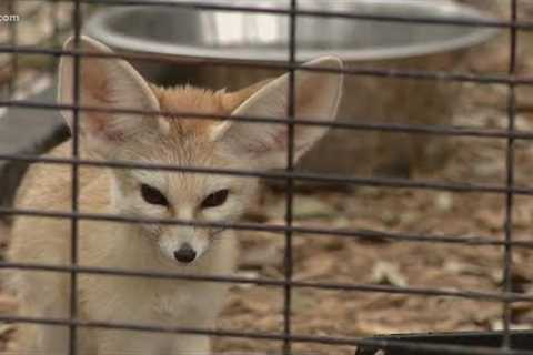 Former exotic pets find new home in Bandera County | Texas Outdoors