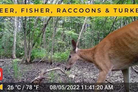 One Week at a Vernal Pool: Part 6 (Trail Cam Videos)