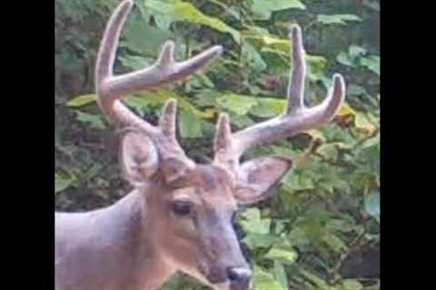 Trail Camera Pick-Up (8/21/22)