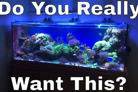 Do You Really Want A Saltwater Tank?