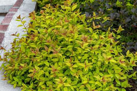 10 Shrubs That Add Seasonal Color To Your Garden
